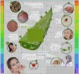 الوفيرا4.webp
