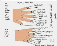 مراكز الطاقه في الاطراف.webp