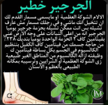 الجرجير
