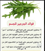 الجرجير4.PNG