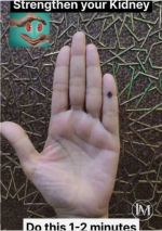 الكلى.PNG