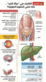 للكبد.PNG