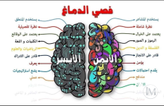 فصي الدماغ.PNG