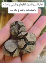 ثمار السرو.PNG ثمار السرو.PNG
