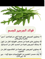 الجرجير3.PNG