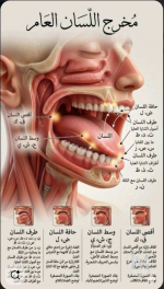 مخرج اللسان العام.PNG مخرج اللسان العام.PNG