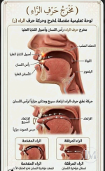 مخرج حرف الراء.PNG مخرج حرف الراء.PNG
