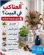 العناكب في البيت.PNG