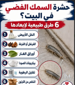 حشرة السمك الفضي.PNG حشرة السمك الفضي.PNG