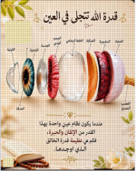 قدرة الله تتجلى في العين.PNG