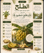 الطلح