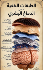 الطبقات الخفية اسفل الدماغ البشري