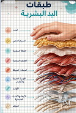 طبقات اليد البشرية.PNG طبقات اليد البشرية.PNG
