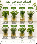 اعشاب ونباتات تنمو في الماء