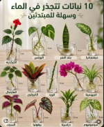 10 نباتات تتجذر في الماء.PNG