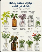 نباتات الماء.PNG
