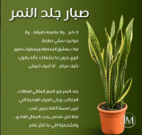 صبار جلد النمر.PNG