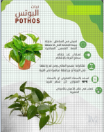 نبات البوتس.PNG
