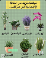 نباتات الطاقه الايجابيه.PNG