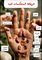 خريطة المنعكسات على اليد.PNG