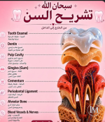 تشريح السن