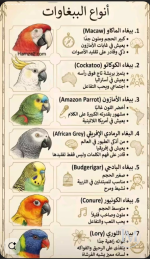 أنواع الببغاوات