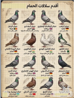 اقدم سلالات الحمام.PNG اقدم سلالات الحمام.PNG