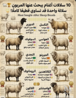 سلالات الاغنام التي يبحث عنها المربيون