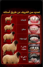 تحديد سن الخروف