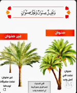 النخيل 2.PNG