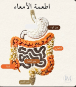 اطعمة الامعاء.PNG اطعمة الامعاء.PNG