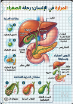 المرارة