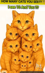 كم قطه بالصوره.PNG