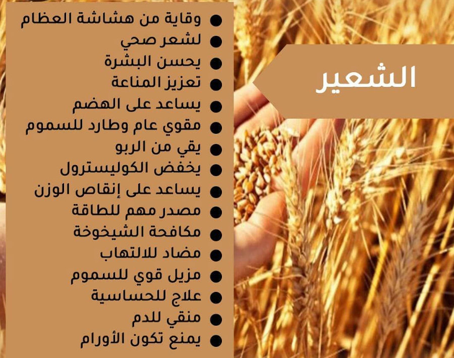 الشعيــــــــــــــــــــــــــر Ao310